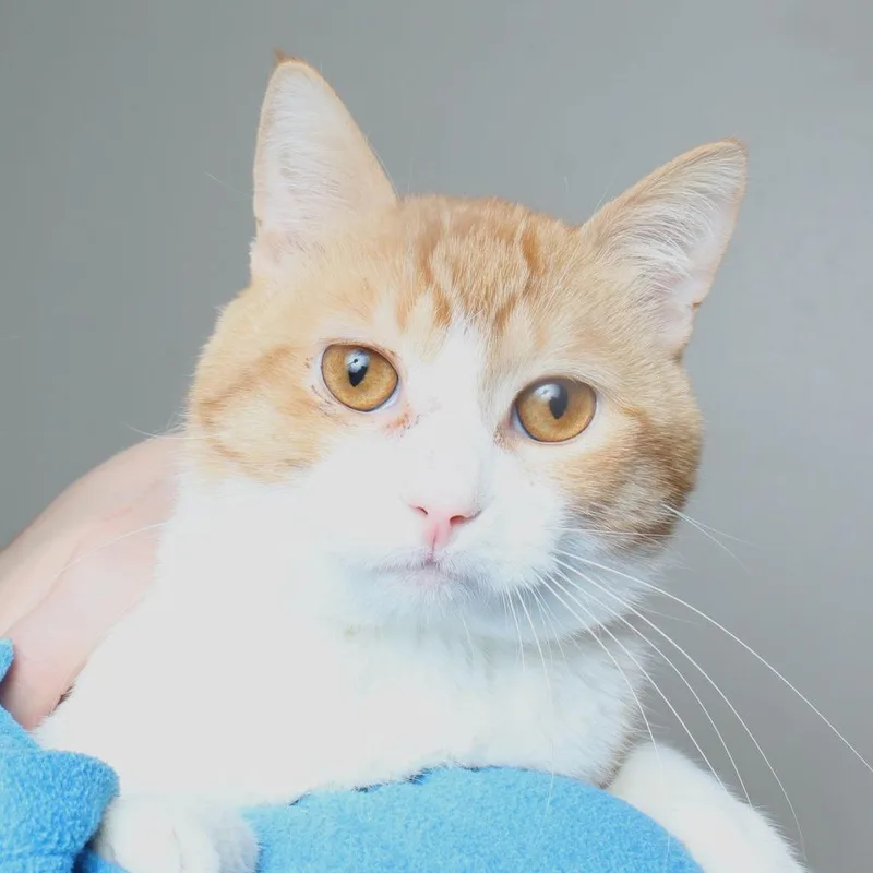 An adult large-sized male Orange / Red Domestic Short Hair cat named Nico C for adoption in Minnetonka, MN