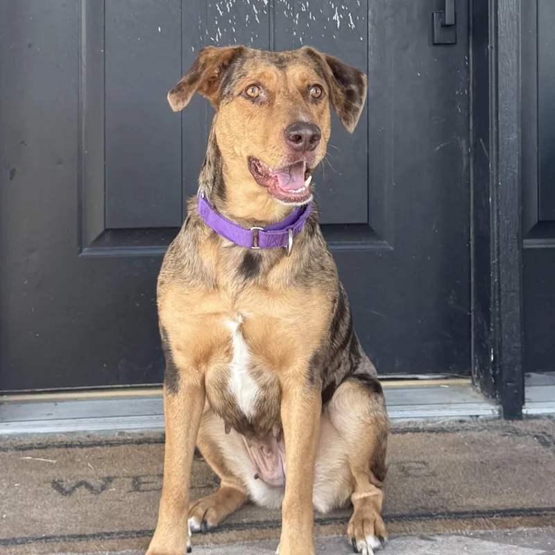 A young medium-sized female Catahoula Leopard Dog dog named Maggie for adoption in Krum, TX