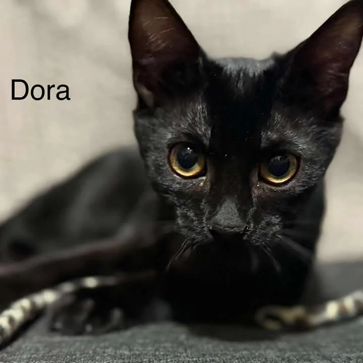 A young small-sized female Black Domestic Short Hair cat named Dora for adoption in Ferndale, WA