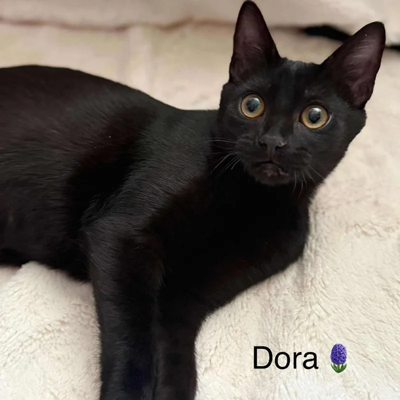 Dora thumbnail 2