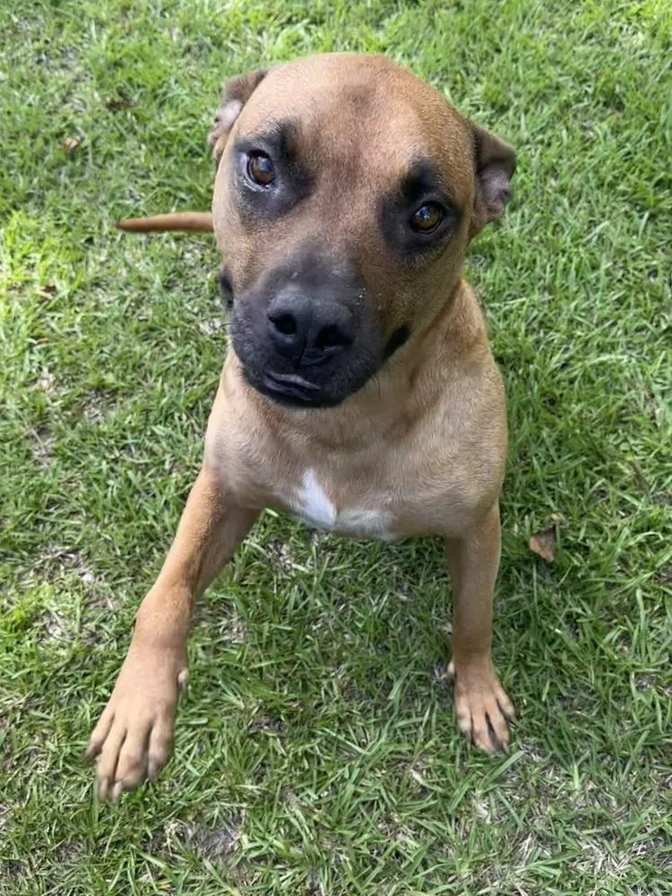 An adult large-sized male Boxer dog named Ozzy Porter for adoption in Boston, MA