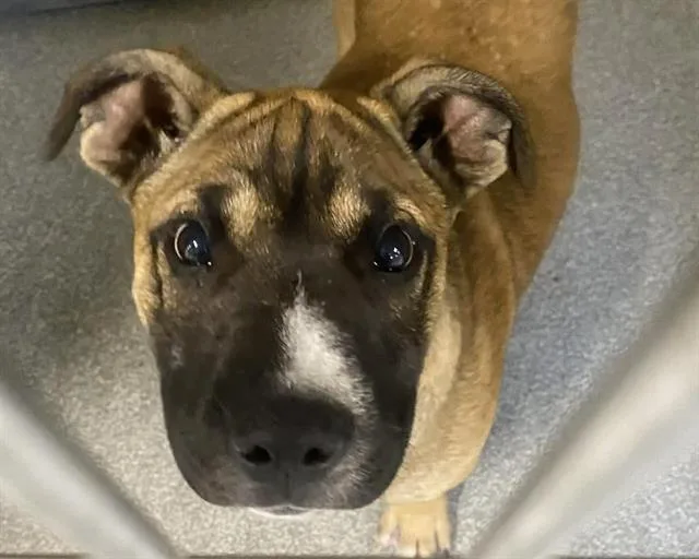 A baby small-sized male Boxer dog named Breezy for adoption in Tustin, CA