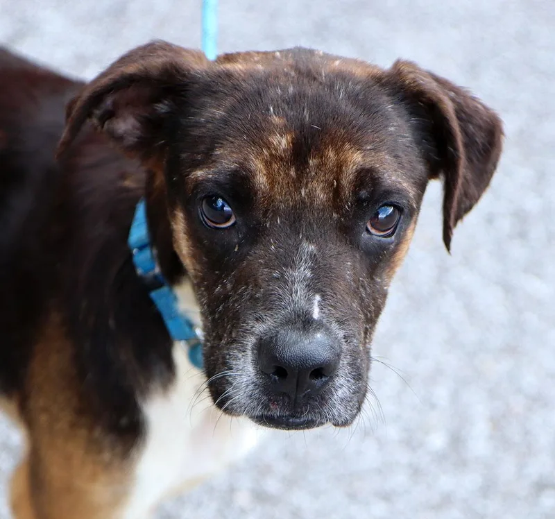 A young medium-sized male Tricolor (Brown, Black, & White) Terrier dog named Bandit for adoption in Kansas City, KS