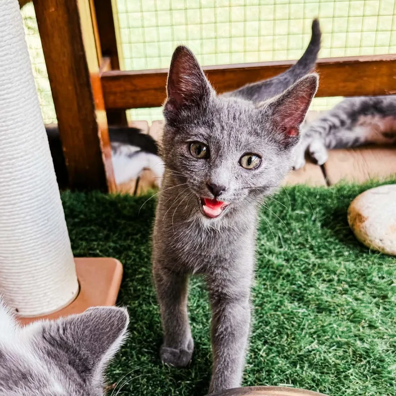 A baby medium-sized female Gray / Blue / Silver Domestic Short Hair cat named Sequoia for adoption in Kentwood, MI