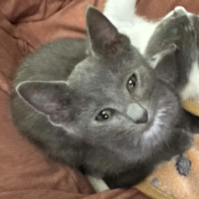 Sequoia thumbnail 2