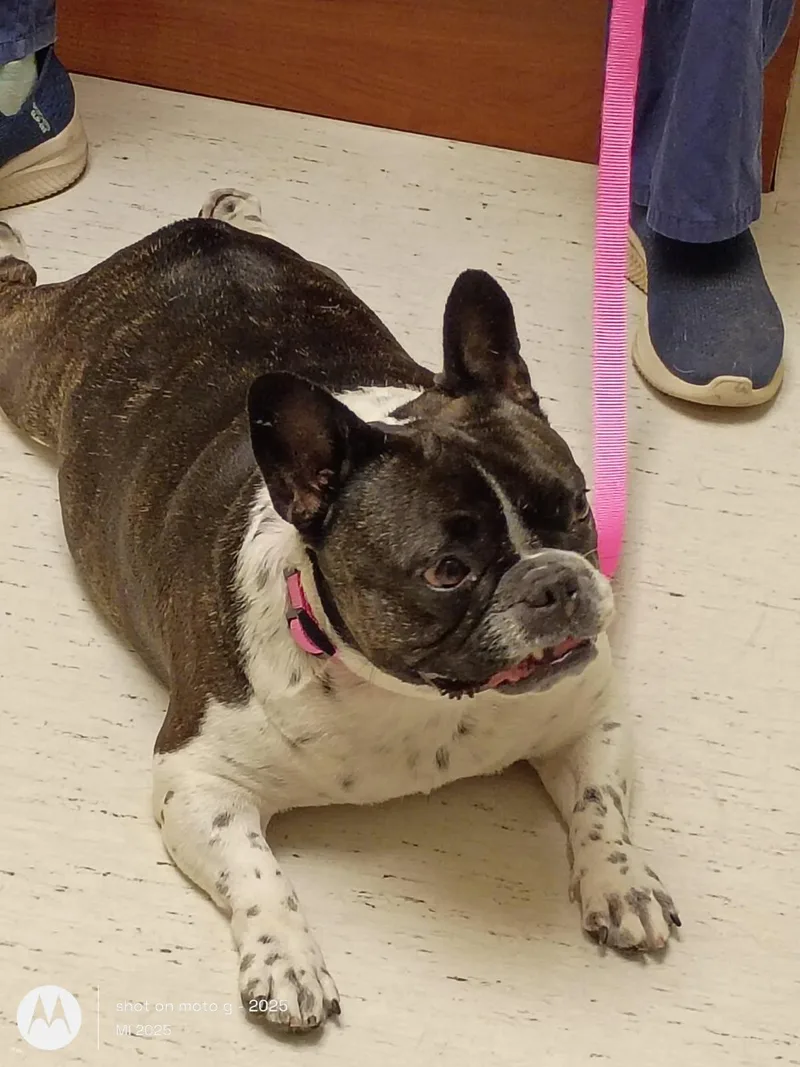 An adult medium-sized female French Bulldog dog named Oreo for adoption