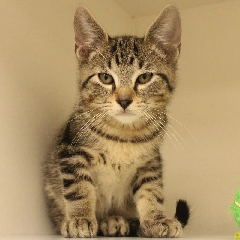 A baby small-sized male Brown / Chocolate Domestic Short Hair cat named Ben for adoption in Champaign, IL