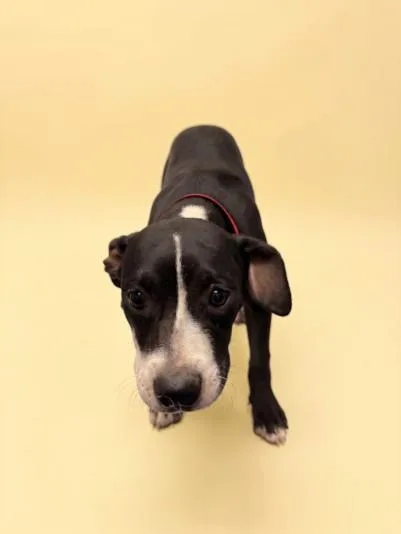 A baby medium-sized female Pit Bull Terrier dog named Sugar for adoption in Los Angeles, CA