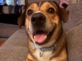 A young medium-sized male Beagle dog named Apollo for adoption in tampa, FL