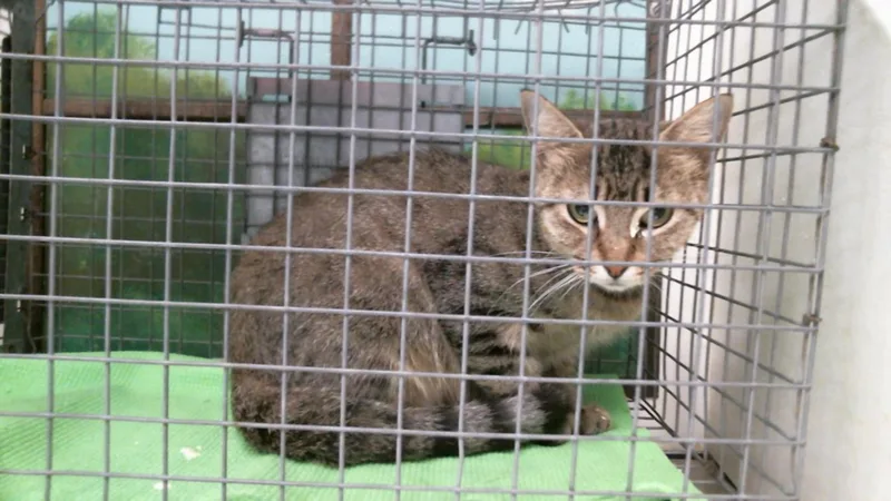 A young medium-sized female Domestic Short Hair cat named Zoodles for adoption in Houston, TX