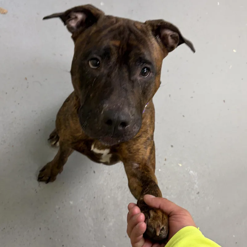 An adult large-sized female Brindle Staffordshire Bull Terrier dog named Chica for adoption in Mendham, NJ