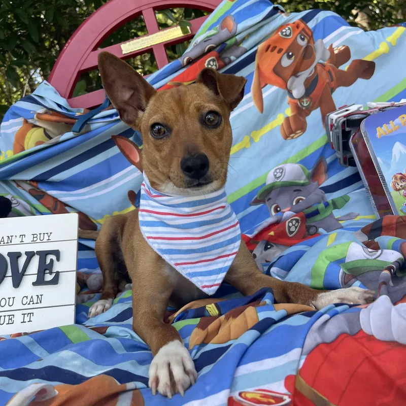 A baby small-sized male Chihuahua dog named Tumeric for adoption in Sebring, FL