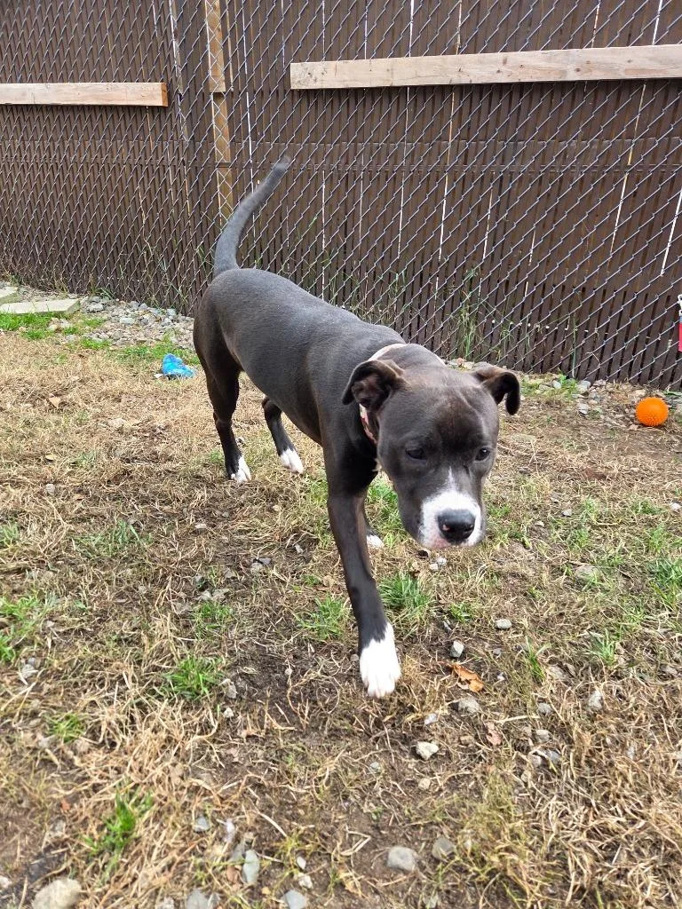 A baby medium-sized female Pit Bull Terrier dog named Nala for adoption in Lunenburg, VT