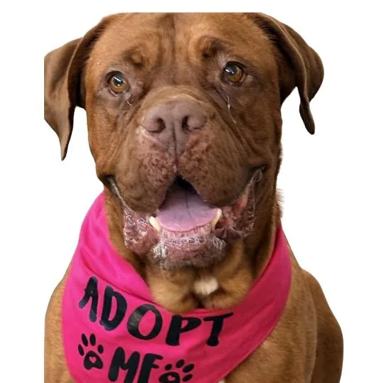 A young large-sized female Red / Chestnut / Orange Dogue de Bordeaux dog named Izzy for adoption in Welch, MN