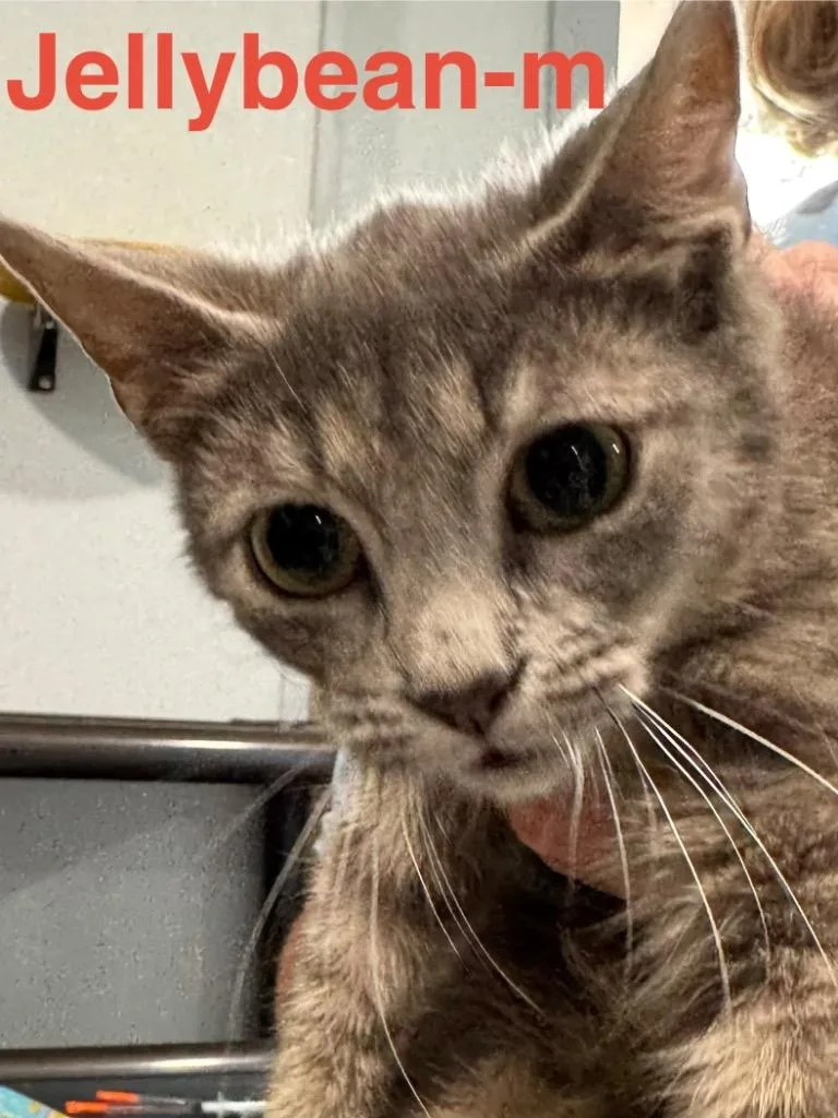 Jellybean