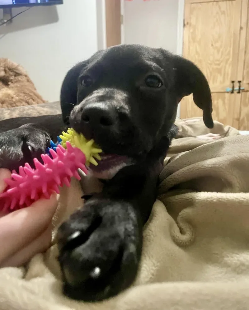 A young medium-sized male Labrador Retriever dog named Firefly for adoption in Copiague, NY