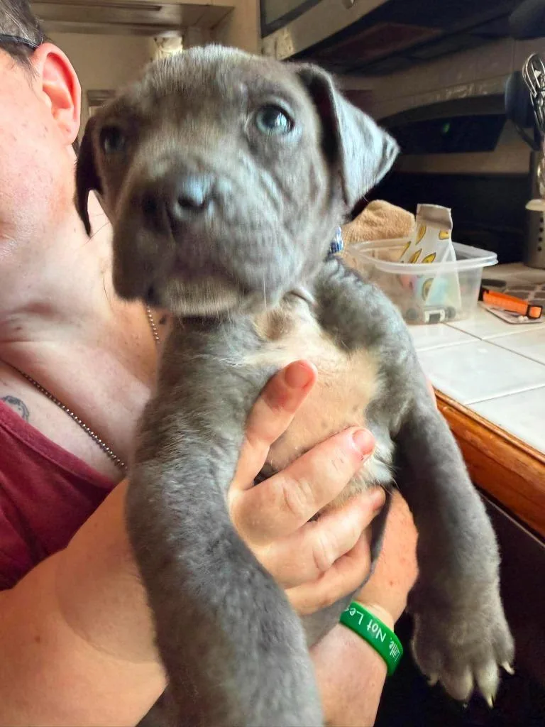 A baby medium-sized male Mixed Breed dog named Raphael for adoption in Cloquet, MN