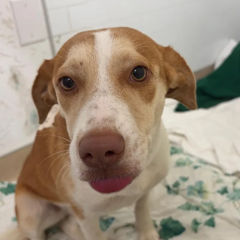 A young medium-sized female Brown / Chocolate Mixed Breed dog named Eilene for adoption in Austin, TX
