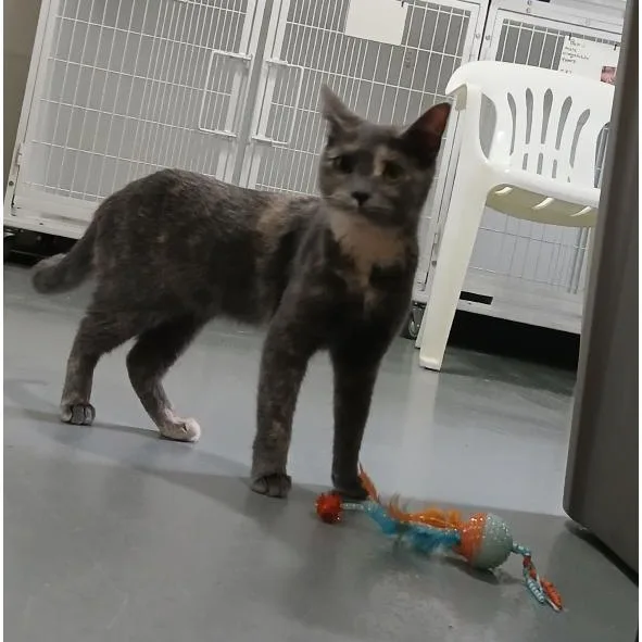 A baby medium-sized female Dilute Tortoiseshell American Shorthair cat named Lollipop for adoption in Iowa Falls, IA