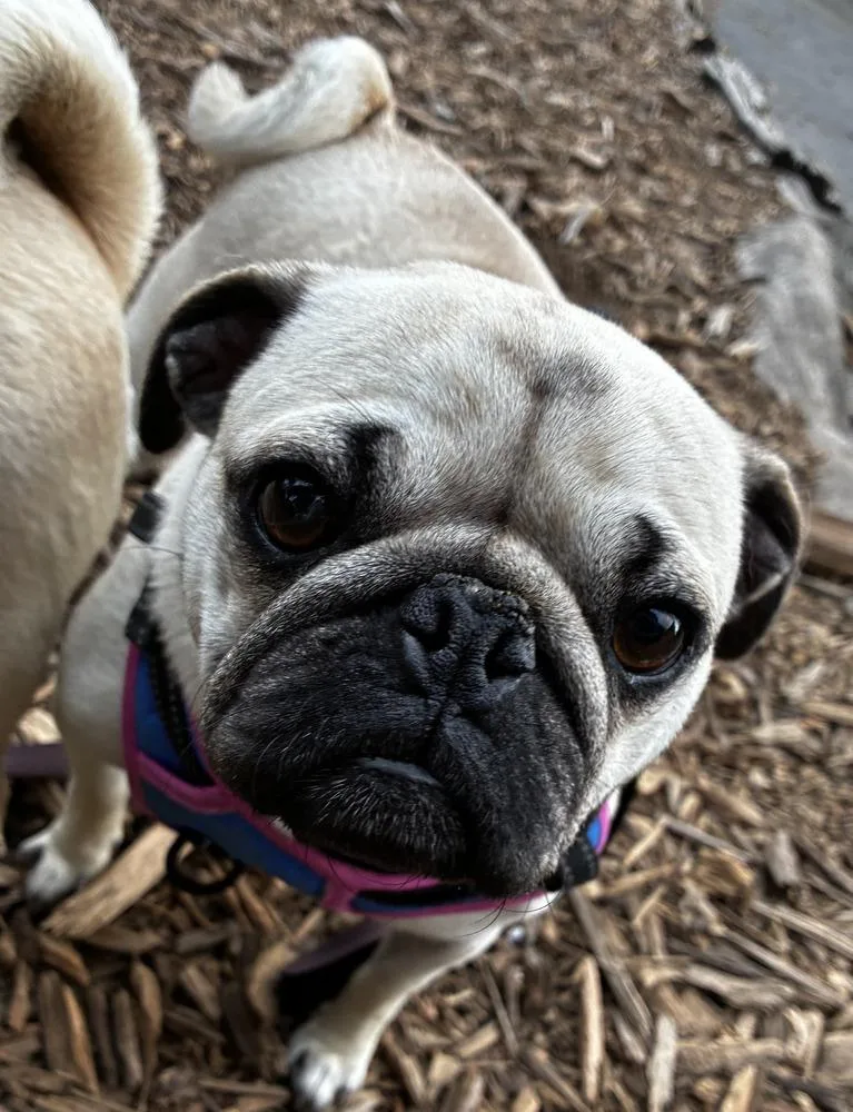 An adult small-sized male Apricot / Beige Pug dog named Tom for adoption in Pacifica, CA