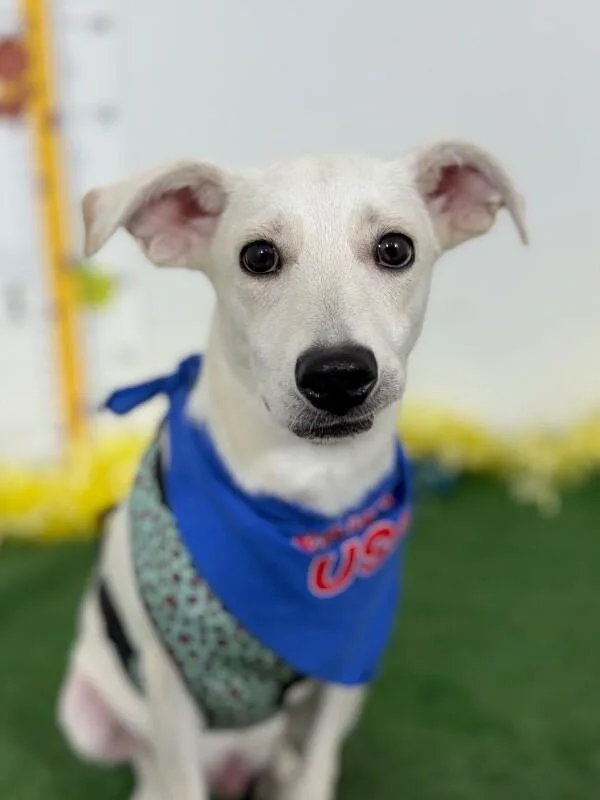 A baby small-sized male White / Cream Chihuahua dog named Moose for adoption in Carlsbad, CA