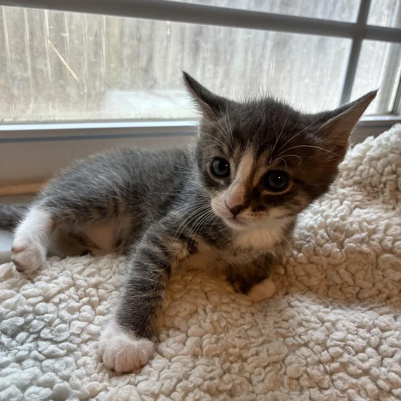 A baby small-sized male Gray / Blue / Silver Domestic Short Hair cat named Marshmallow for adoption in debary, FL