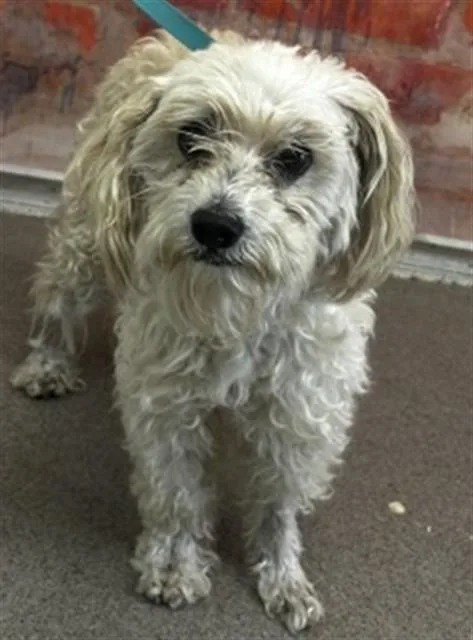 An adult small-sized male Poodle dog named Fred for adoption in San Bernardino, CA
