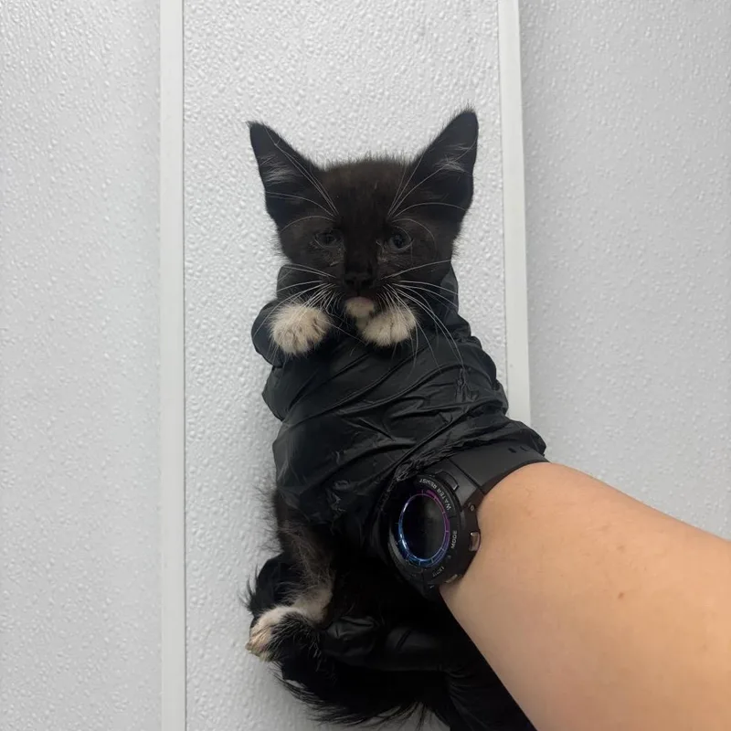 A baby small-sized female Black Domestic Medium Hair cat named Wet Sock for adoption in Abilene, TX