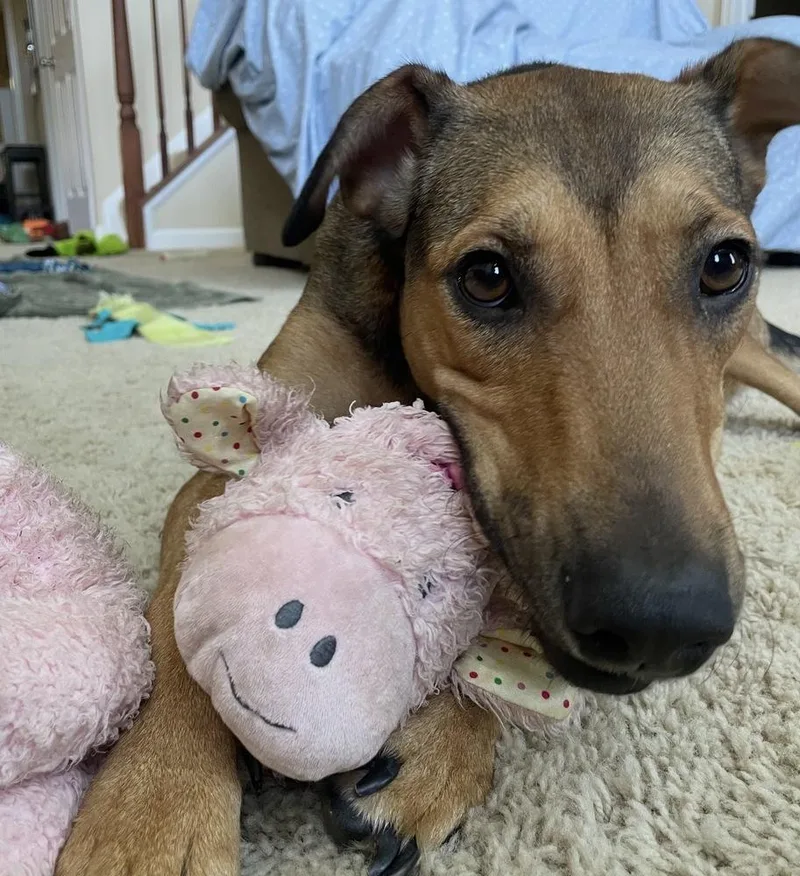 A young medium-sized female Hound dog named Abigail for adoption in Horn Lake, MS