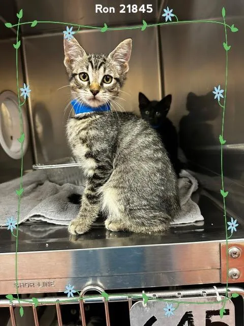 A baby medium-sized male Tabby (Brown / Chocolate) Domestic Short Hair cat named Ron for adoption in Marietta, GA