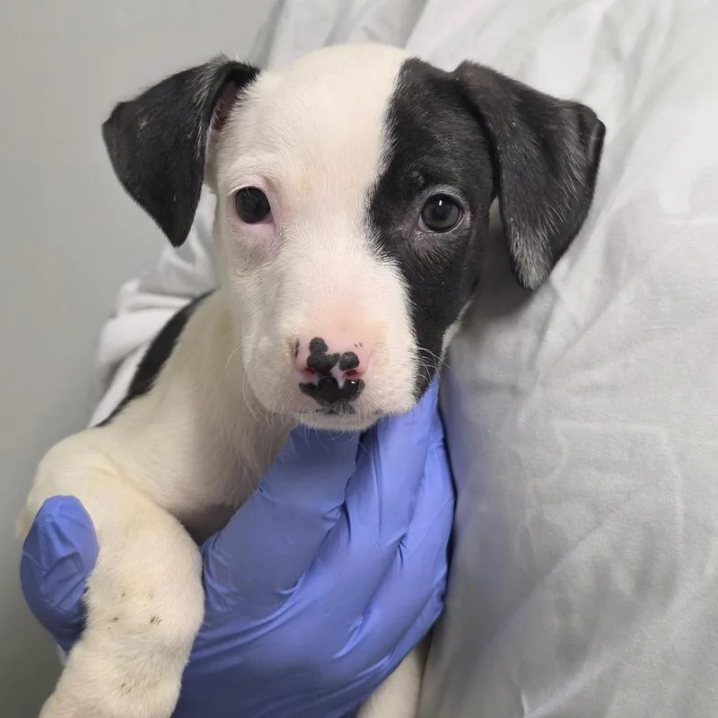 A baby small-sized female White / Cream Mixed Breed dog named Cicely for adoption in Troy, IL