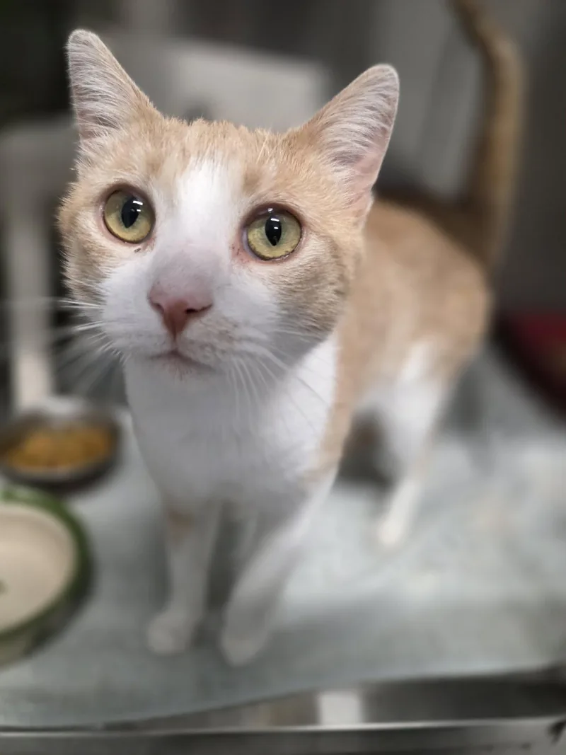 An adult medium-sized male Buff & White Domestic Short Hair cat named Jack for adoption in Shelby, MI