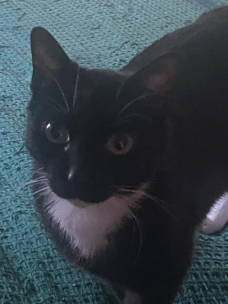 A young medium-sized male Domestic Short Hair cat named Chance for adoption in Seven Valleys, PA