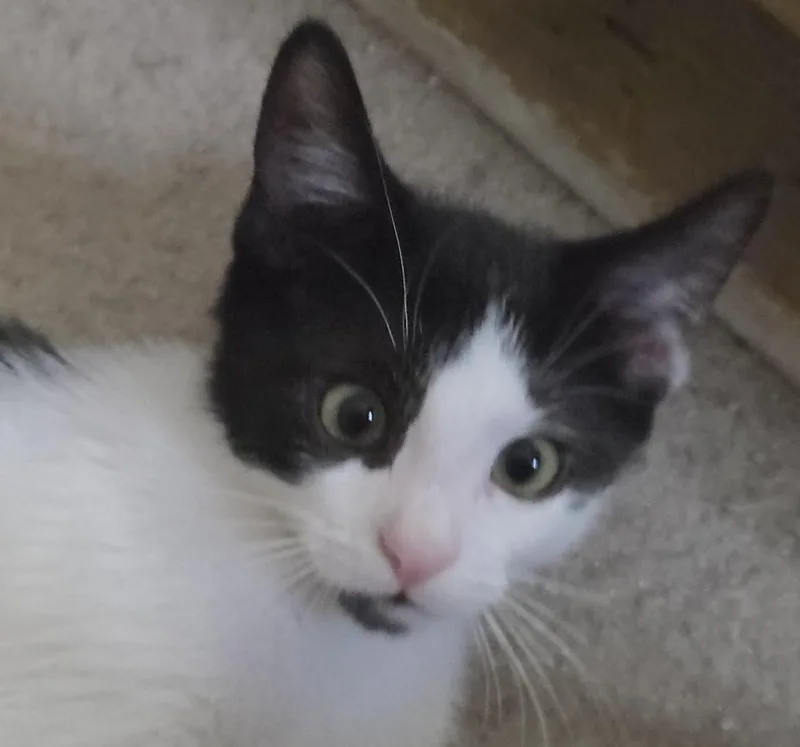 A baby medium-sized male Black & White / Tuxedo Domestic Short Hair cat named BogartH for adoption in North Highlands, CA