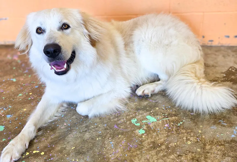 An adult large-sized male White / Cream Great Pyrenees dog named Shane for adoption in Gainesville, TX