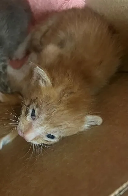 A baby small-sized male Domestic Short Hair cat named Ginger for adoption in Thousand Palms, CA