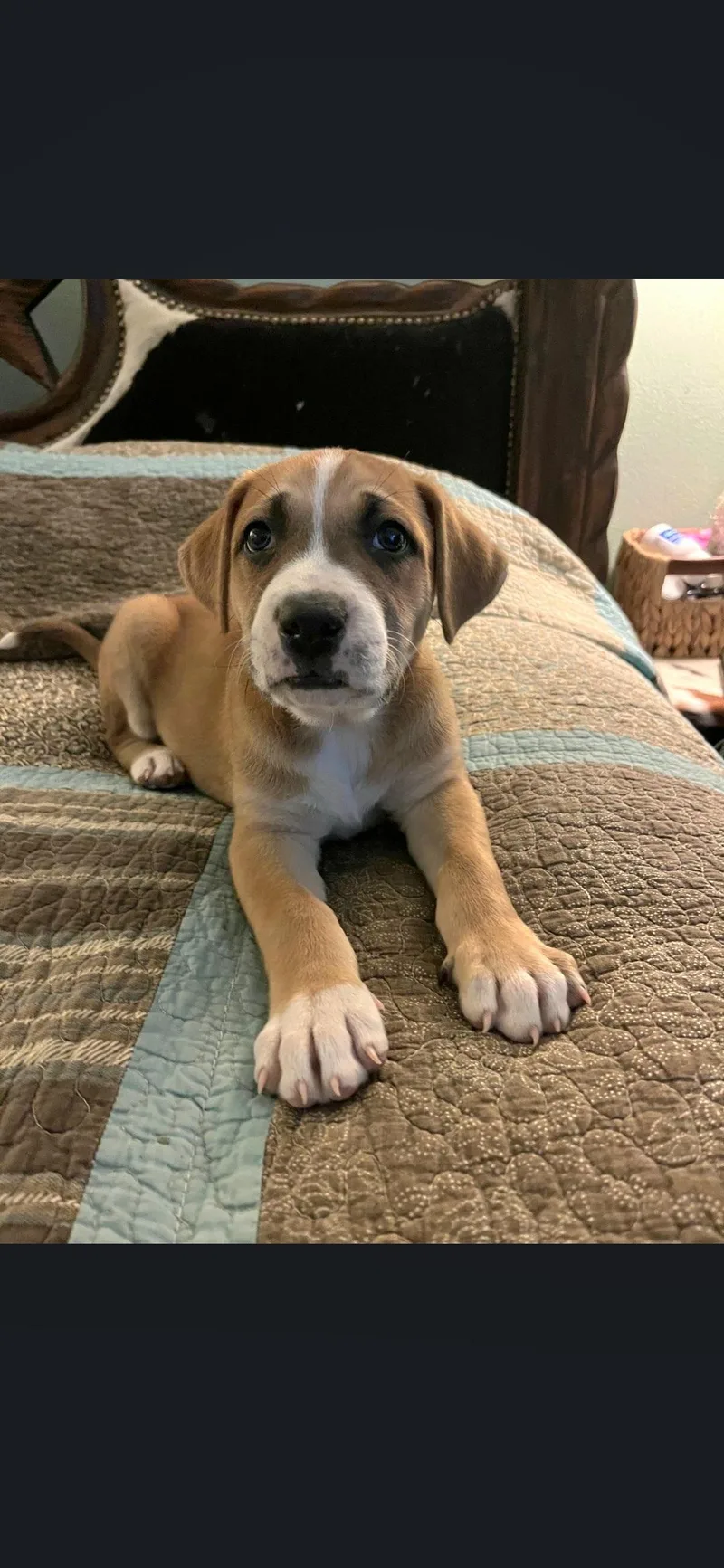A baby medium-sized female Labrador Retriever dog named Ruby for adoption in Plano, TX