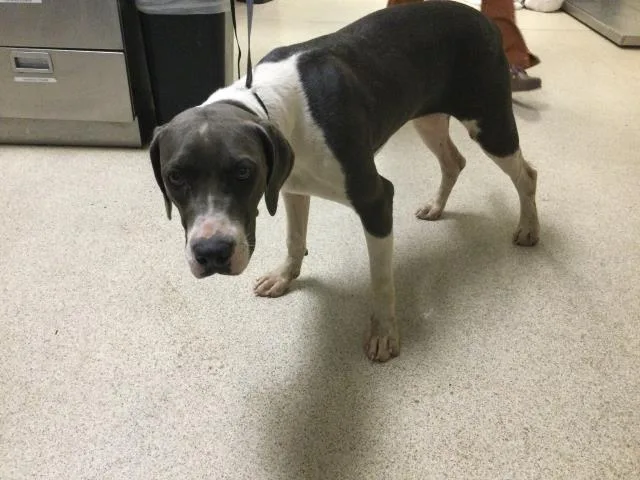 A young large-sized female Plott Hound dog named Presley for adoption in Riverside, CA