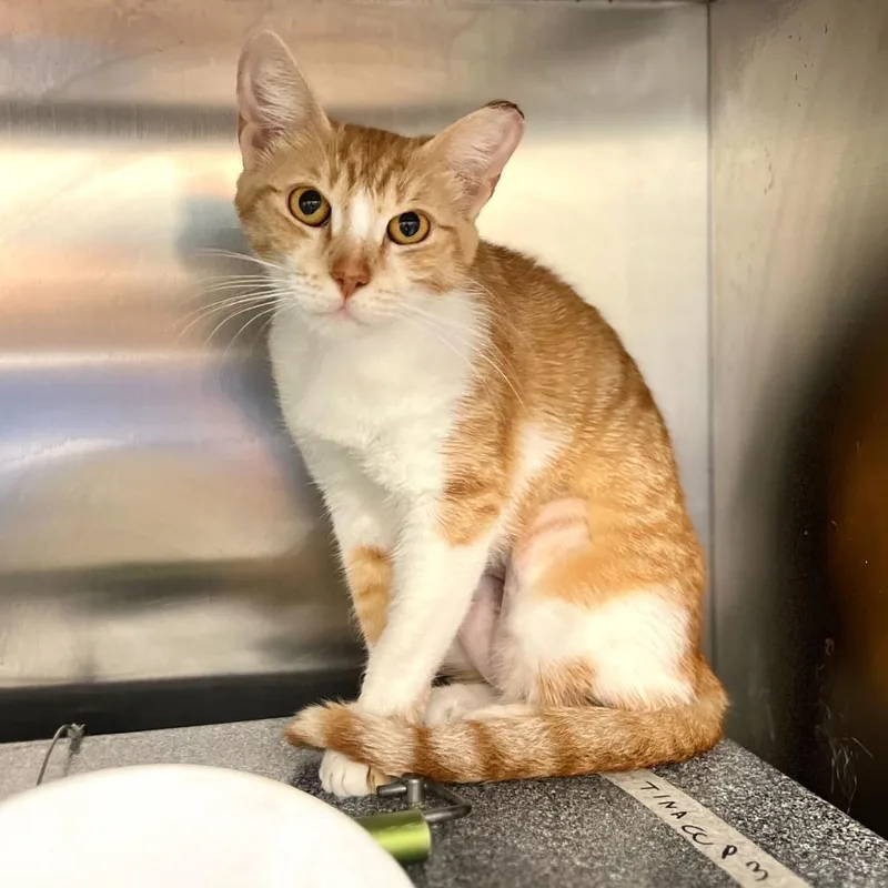 An adult medium-sized female Orange / Red Domestic Short Hair cat named Tina for adoption in Austin, TX