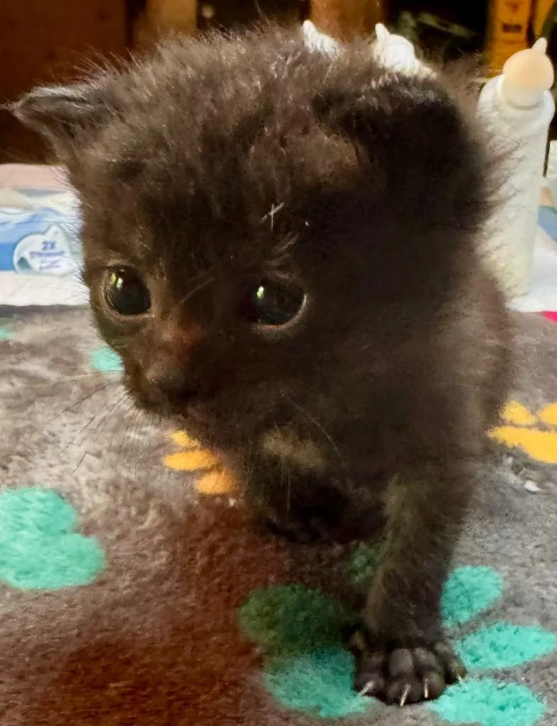 A baby small-sized male Domestic Short Hair cat named Dylan for adoption in Leonardtown, MD