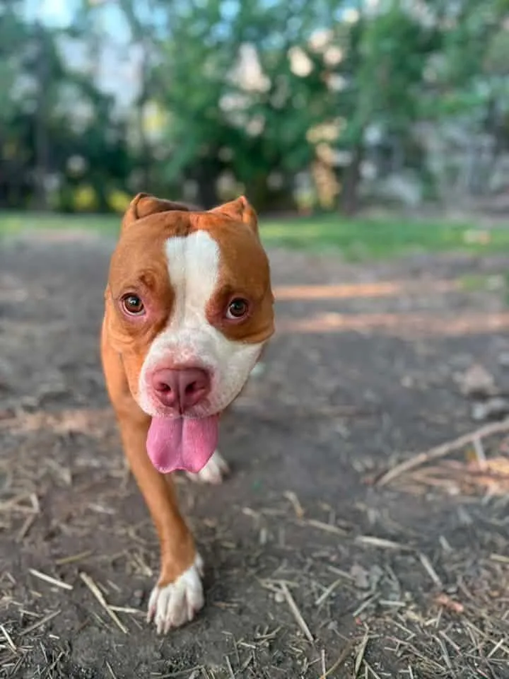An adult medium-sized male Brown / Chocolate Pit Bull Terrier dog named Beets for adoption in Chicago, IL