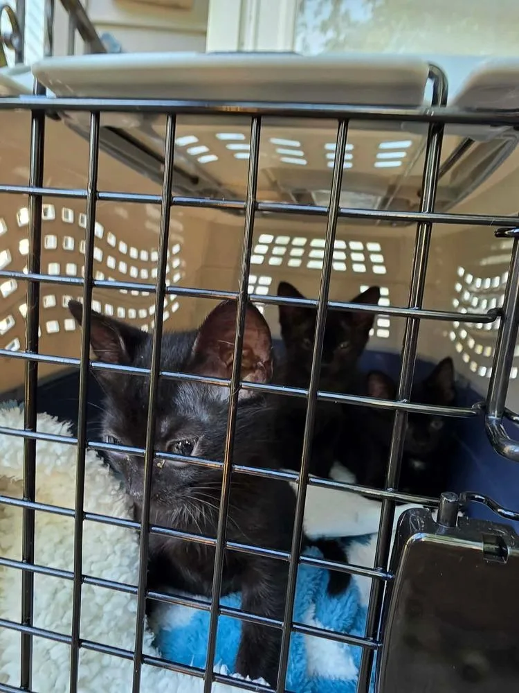 A baby small-sized female Domestic Short Hair cat named Ballet for adoption in Chicago, IL