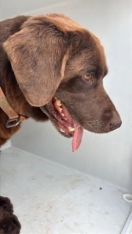 An adult medium-sized male Labrador Retriever dog named A for adoption in Houston, TX