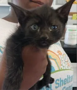 A baby medium-sized male Domestic Short Hair cat named Pepper for adoption in West Memphis, AR