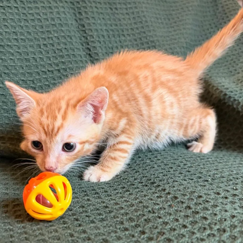 A baby small-sized male Orange / Red Domestic Short Hair cat named Peeta for adoption in Flower Mound, TX