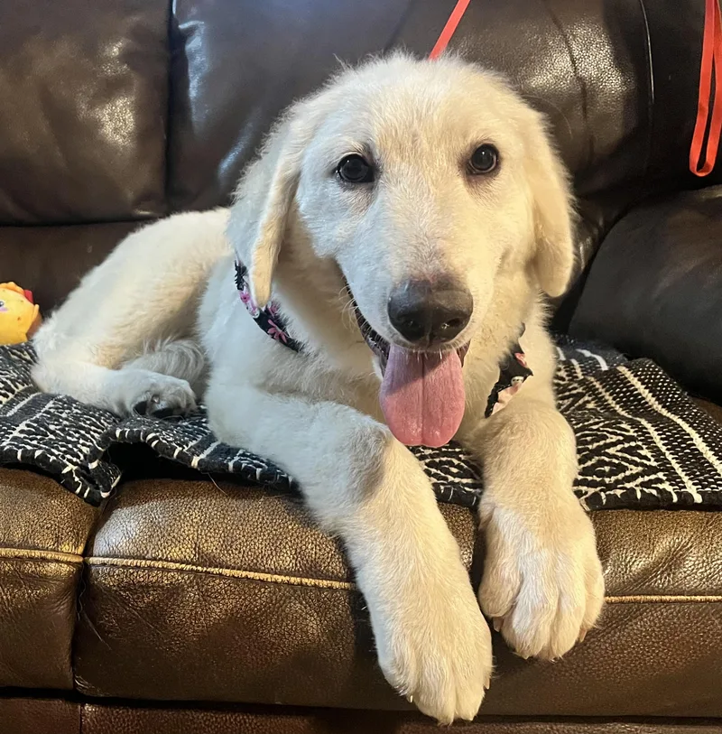 A baby large-sized female White / Cream Great Pyrenees dog named Tamryn for adoption in Spring, TX