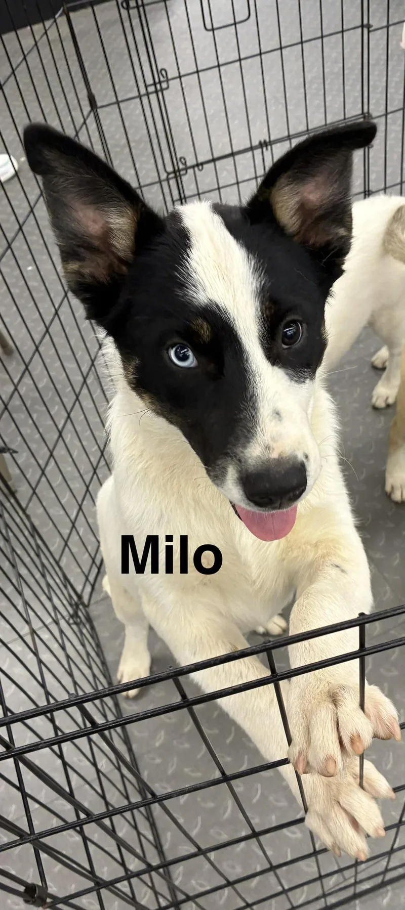 Milo thumbnail 2