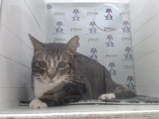 An adult small-sized female Domestic Short Hair cat named Buttercup for adoption in Orlando, FL