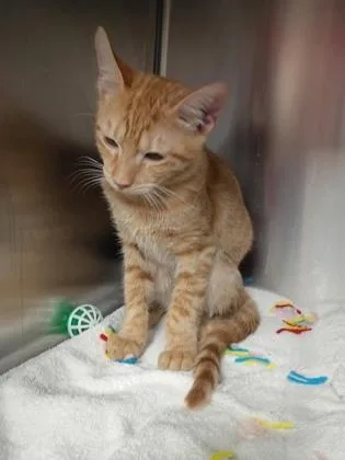 An adult medium-sized female Domestic Short Hair cat named Sammy for adoption in Houston, TX