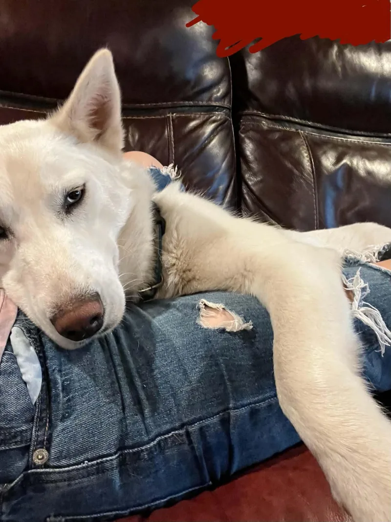 An adult medium-sized female White / Cream Husky dog named Georgina for adoption in Houston, TX
